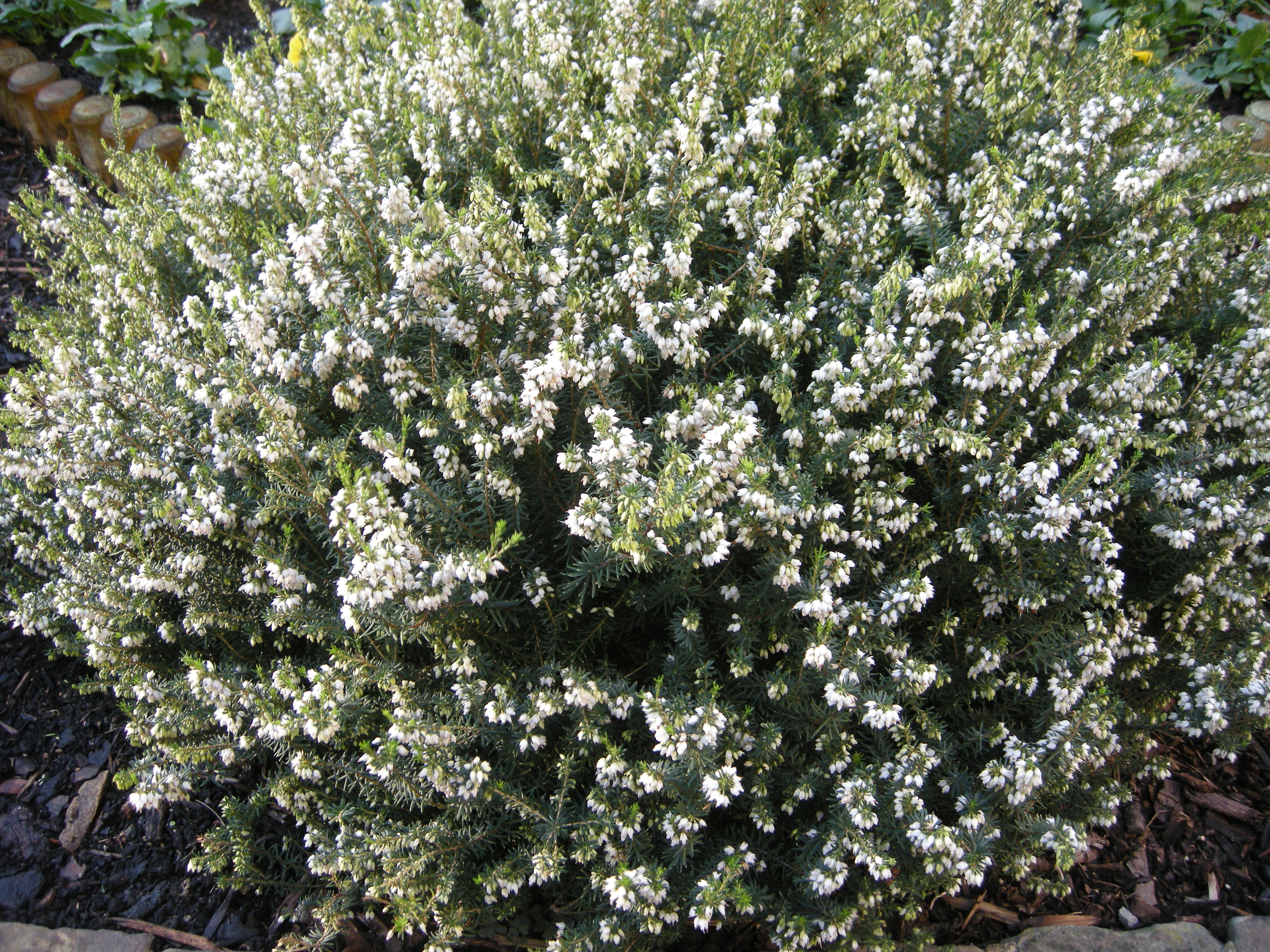 Erica carnea f. alba 'Springwood White'